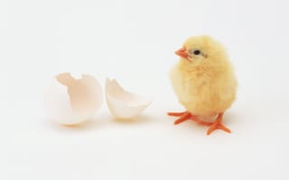 Картинка птица, яйцо, курица, цыпленок