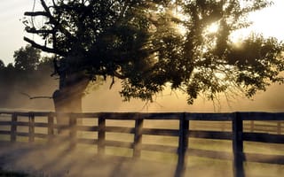 Картинка пейзаж, туман, утро, забор