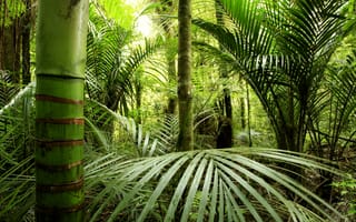 Картинка джунгли, зелень, бамбук