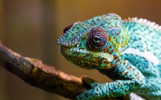 Картинка Chameleon, ветка, ящерица, зеленый, цветной, хамелеон