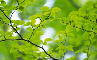 Обои зеленые, лето, листочки, лист