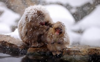Картинка природа, Japan, Snow monkey, Nagano