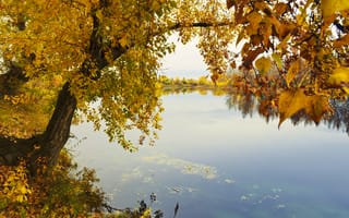Картинка озеро, дерево, осень, желтое