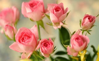 Обои бутоны, розы, розовые, цветы