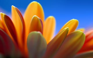 Картинка цветок, синее, липестки, оранжевый