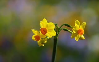 Обои цветок, весна, желтый, нарцисс, фокус
