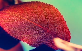 Картинка leaf, природа, nature, красота, macro, лист, autumn, мактро, осень, картинки для рабочего стола, beauty