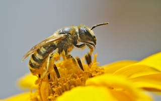 Картинка цветок, пчела, пыльца, макро