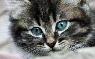 Картинка котенок, пушистый