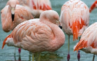 Обои птица, фламинго, розовые