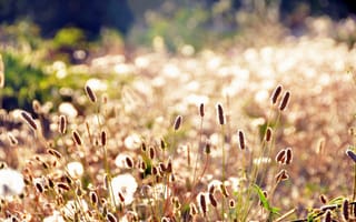 Картинка трава, лето, растения, колоски, солнце, поле, свет, поляна, макро