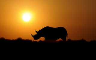 Обои носорог, природа, закат