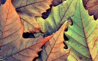 Картинка макро, осень, листок, осенние, листья, листки