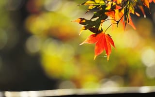 Картинка природа, лист, осень