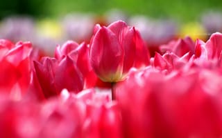 Картинка весна, много, тюльпаны, паутинка, розовые