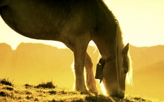 Обои природа, свет, конь