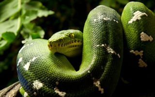 Картинка змей, зеленая, змея, рептилия, кольца