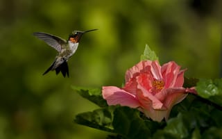 Обои птица, зелень, розовый, колибри, природа, фокус, цветок