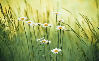 Картинка трава, цветы, ромашки