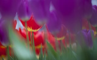 Картинка тюльпаны, фокус, весна, розовые, природа, фиолетовые