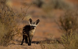 Картинка природа, Curious bat-eared fox
