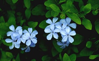 Картинка листья, лепестки, свинчатка, Плюмбаго, голубые, цветы