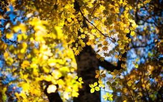Картинка листья, дерево, боке, осень, october