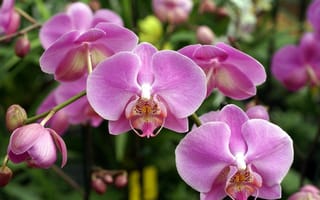 Картинка Орхидея, нежная, розовая