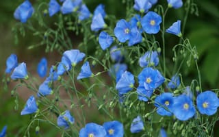 Картинка цветы, лён, голубой, стебли