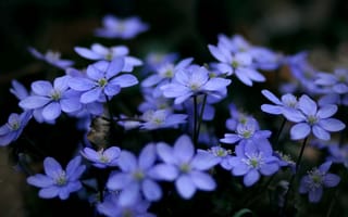 Картинка цветы, макро, растения, голубые, синие