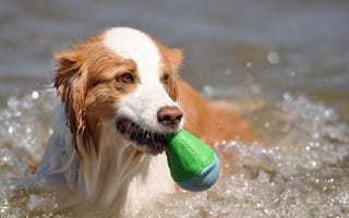 Картинка друг, вода, собака