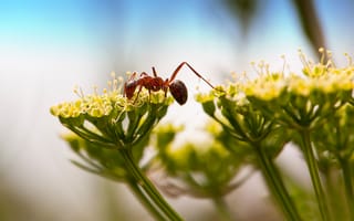 Картинка муравей, макро, цветок, насекомое