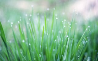 Картинка трава, капли, растения, свет, роса, зелень, дождь, макро, блики