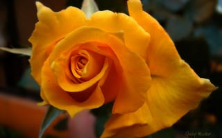 Картинка цветок, лепестки, желтая роза, макро