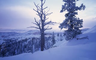 Картинка снег, холмы, сказачно, зима, горы, белоснежно, ветки, деревья