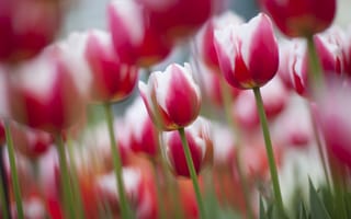 Картинка цветение, бело-розовые, тюльпаны, весна, фокус