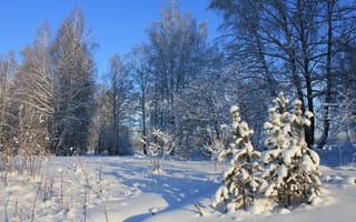 Картинка снег, деревья, ель, ёлки, зима, тени