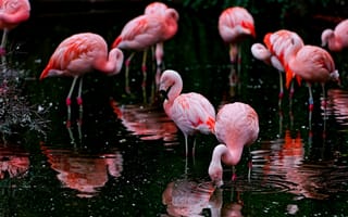 Картинка фламинго, водоём, птицы
