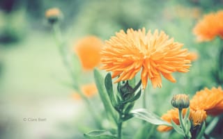 Картинка цветок, цветы, Clare Beet, бутоны, размытость, оранжевый