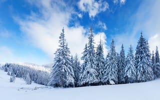 Картинка зима, лес, снег, облака, ёлки