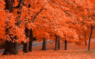 Картинка Fresh Squeezed, парк, оранж, осень, листья