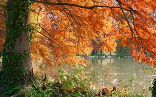 Картинка Burning Pond, дерево, озеро, осень