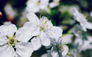 Картинка весна, цветы, вишня