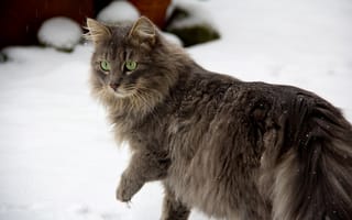 Обои кошка, кот, снег, зима, лапы, шерсть, взгляд, серая, зеленые, глаза