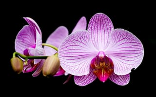 Картинка Орхидея, сиреневое, черное