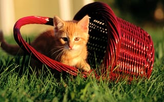 Картинка котенок, корзина, трава, рыжий