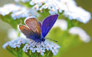 Картинка бабочка, растение, зеленый, синяя, макро, цветок, голубая, белый