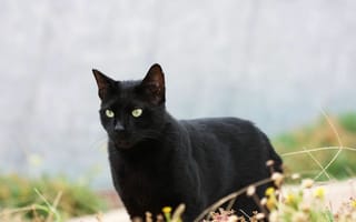 Картинка кот, кошка, черная