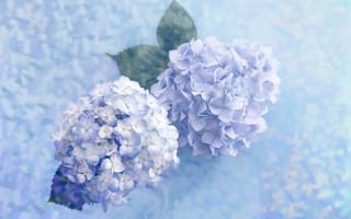 Картинка цветы, нежно, голубые