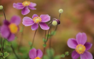 Картинка бутоны, anemone, цветы, анемона, природа, фокус